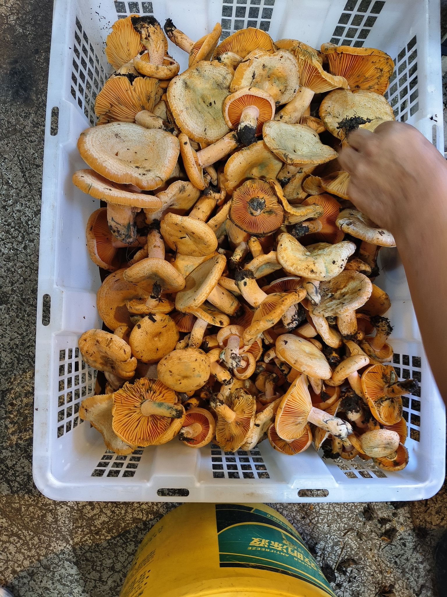 红玲肉饼野生菌火锅店(一分店)