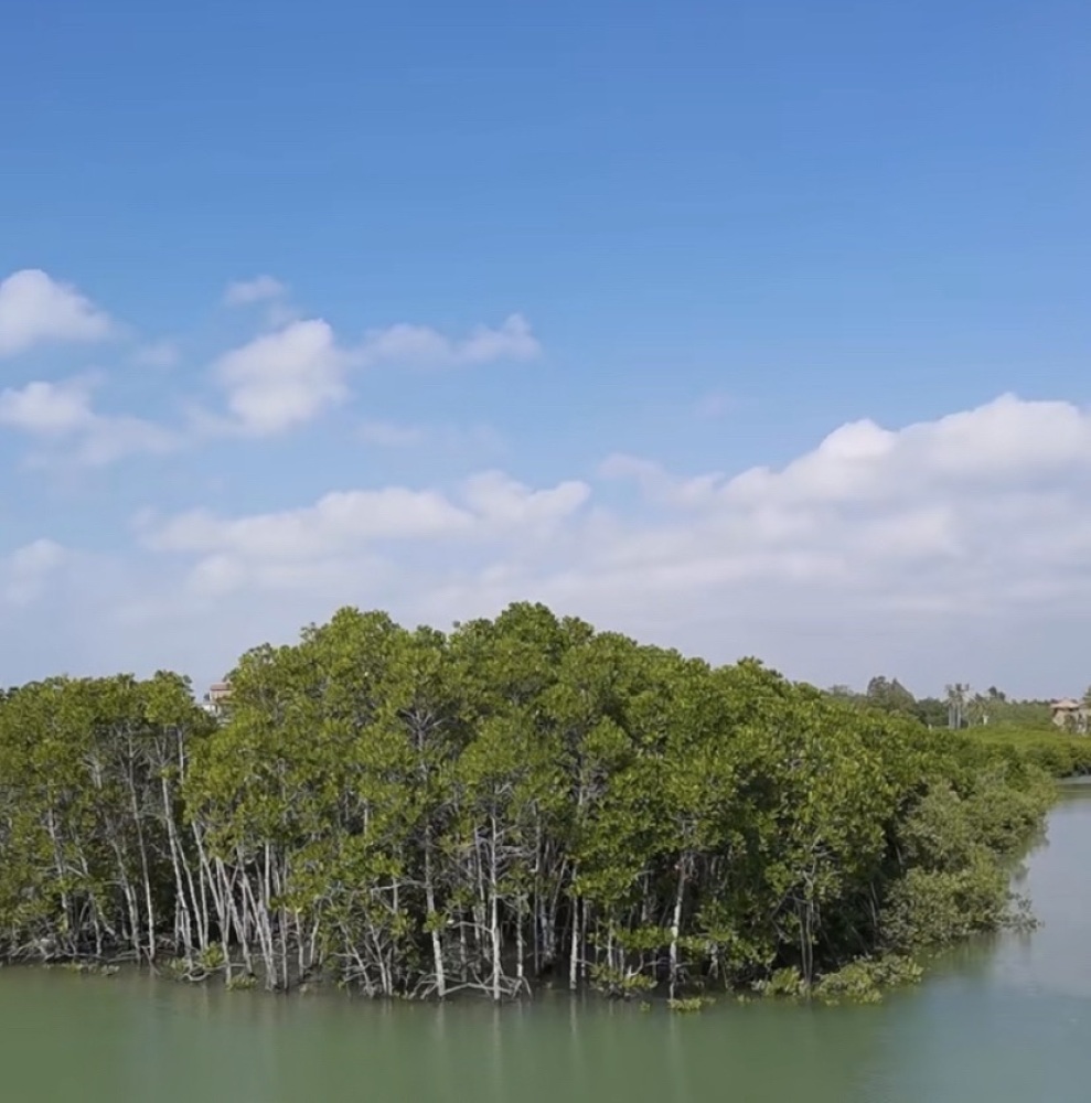 北海金海湾红树林生态旅游区景点图片