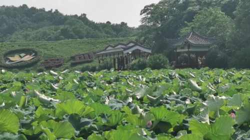 青莲苑旅行图片 2
