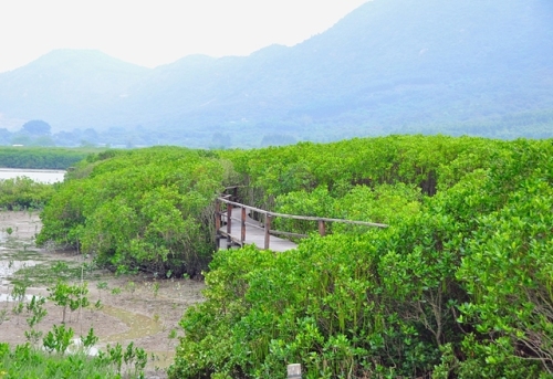 竹塔红树林自然保护区旅行图片 2