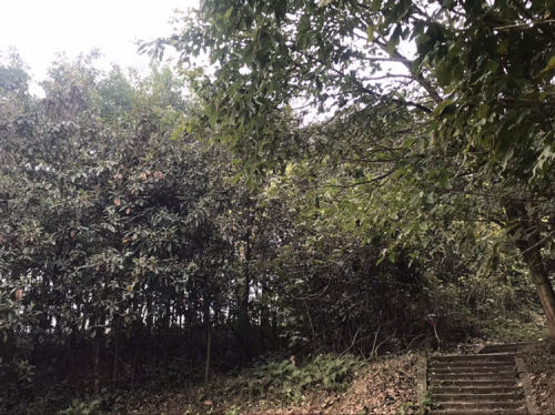 燊海公园旅行图片 1