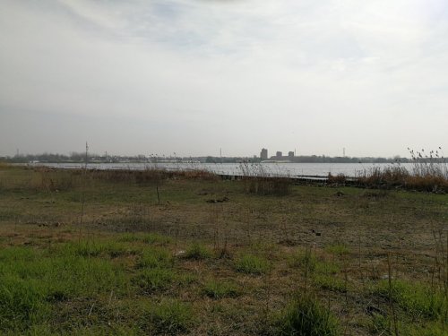 栖凤岛樱花林旅行图片 2