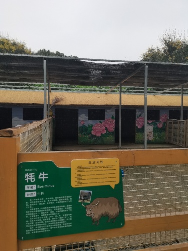 牦牛