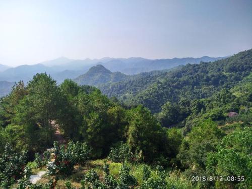 大埔蜜柚公园旅行图片 3