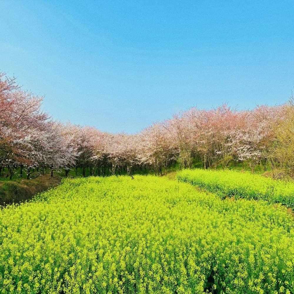 平坝农场景点图片