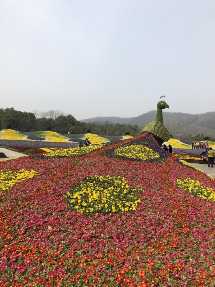 茅山花谷奇缘景区景点图片