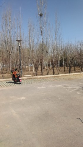 礼湖森林公园旅行图片 2