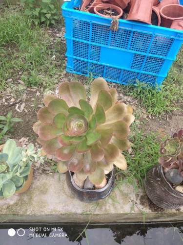 南京多肉植物园旅行图片 1