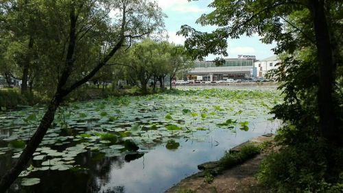 绿园区电影城荷花池旅行图片 2
