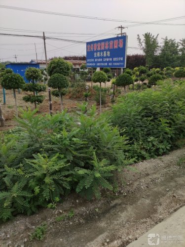定州春意园林苗圃场丝棉木基地
