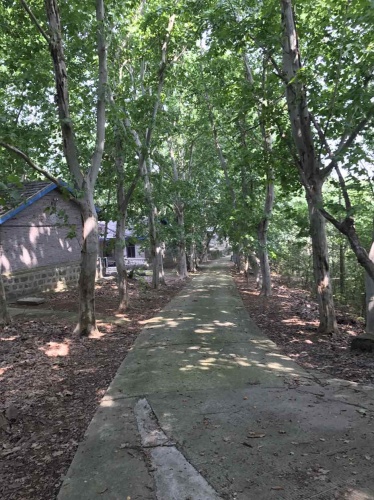 爱丽丝仙境(情人坞)旅行图片