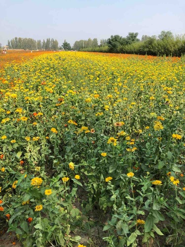 花田小镇旅行图片 3