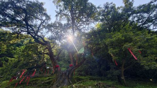 千年香榧林景区