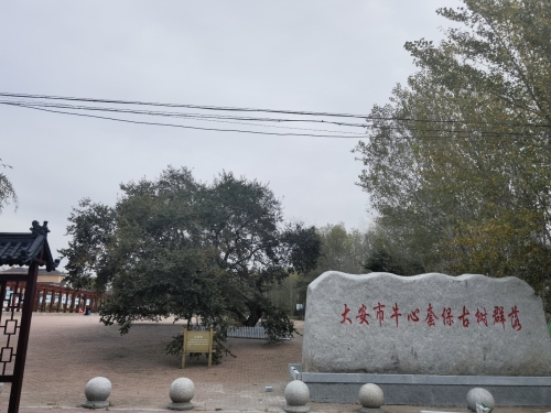 大安市牛心套堡古树群