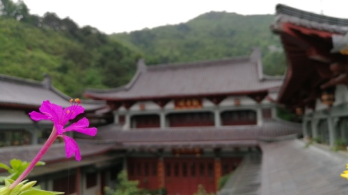 真宁净寺旅行图片 2