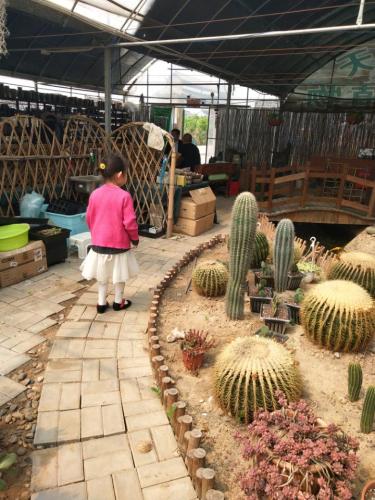 四月天多肉植物园旅行图片 2