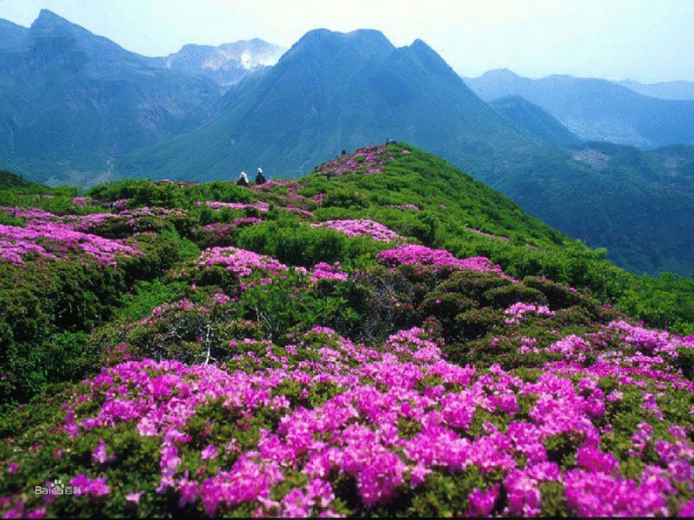 中国百里杜鹃风景名胜区景点图片