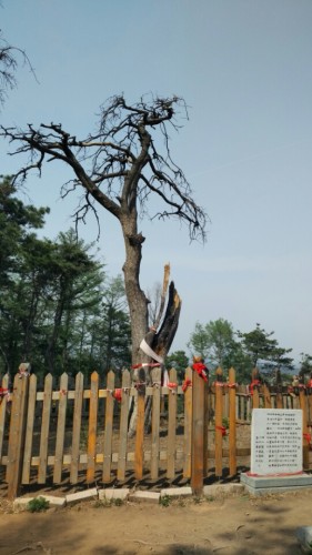高尔山景区神树旅行图片 1