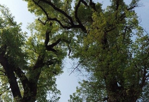 遂昌县长濂文化旅游区旅行图片 3