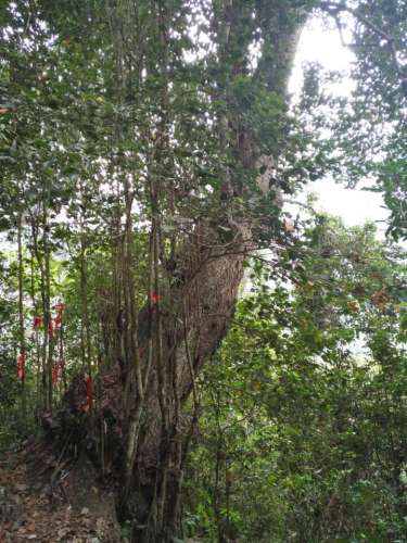龙州蚬木王旅行图片 1