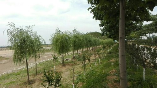 鸣沙湖湿地公园旅行图片 2