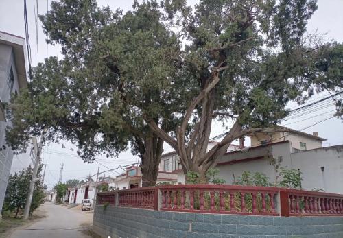 土地庙古柏树实景照片