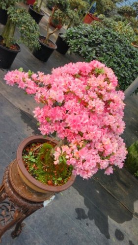 永福花乡旅行图片 3