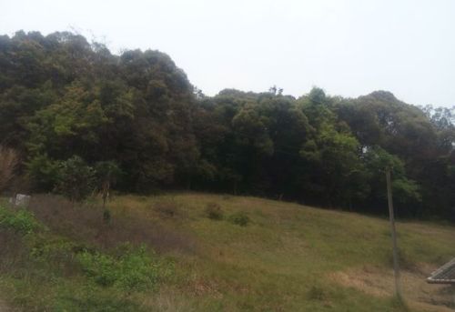 乐土亚热带雨林自然保护区旅行图片 1