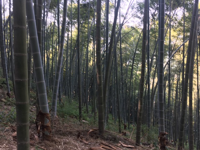 徐王祖庙实景照片