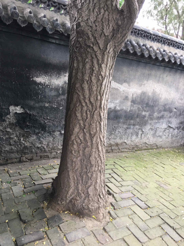 孔子闻韶处旅行图片 2
