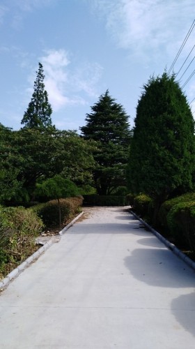盐城沿海森林公园旅行图片 3