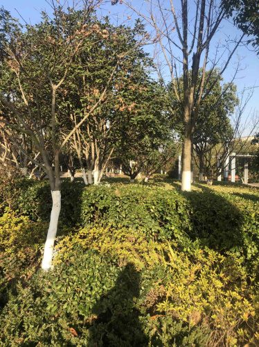 百合湖公园旅行图片 1