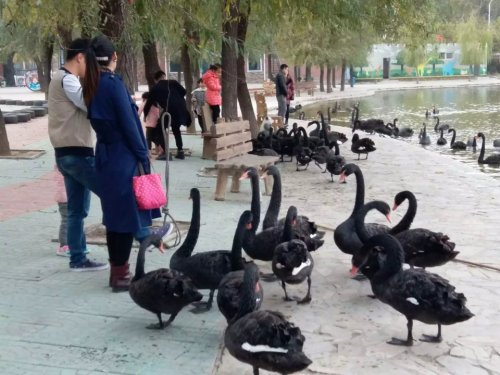 天鹅湖动物园旅行图片 2