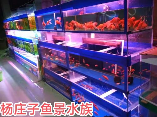 杨庄子鱼景水族馆