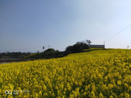 青峰镇油菜花基地旅行图片 2