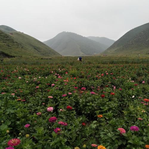 百花谷旅行图片 1