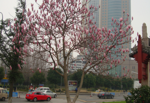 江厦公园旅行图片 1
