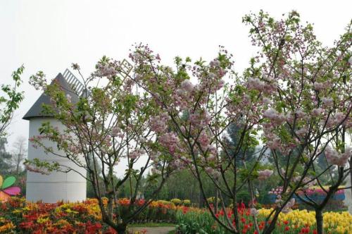 什邡花样年华景区旅行图片 1