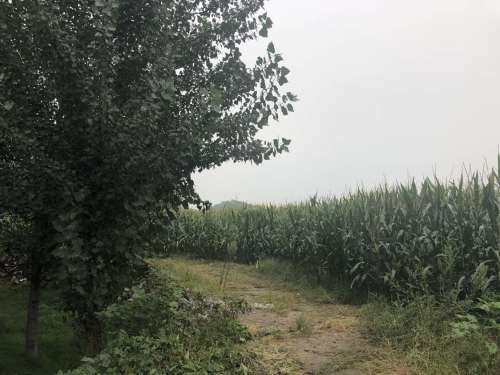 成城故城址旅行图片 2