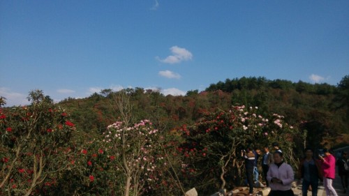 火铺十里杜鹃风景区旅行图片 1
