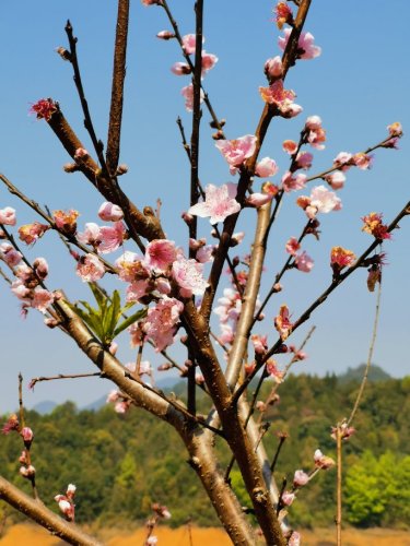 龙川桃花源旅行图片 1