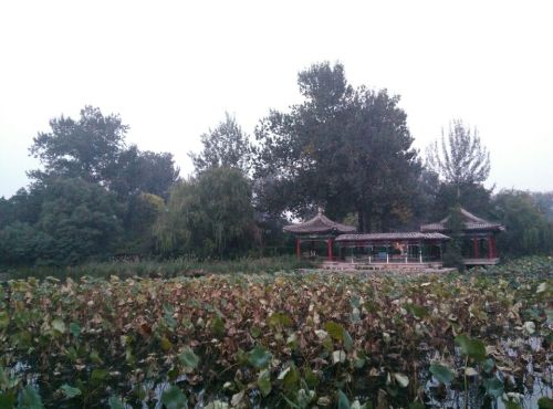 清华荷塘旅行图片 1