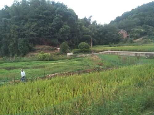 八井泉桂花井旅行图片 1