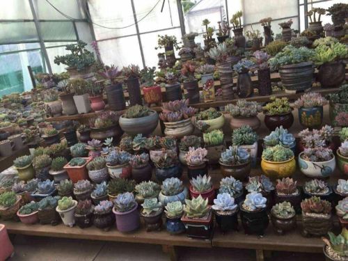 四月天多肉植物园旅行图片 1