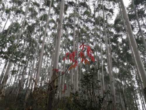 杜鹃池旅行图片 3