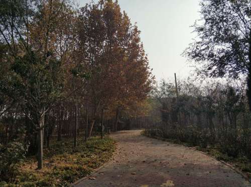濮阳市植物园旅行图片 2