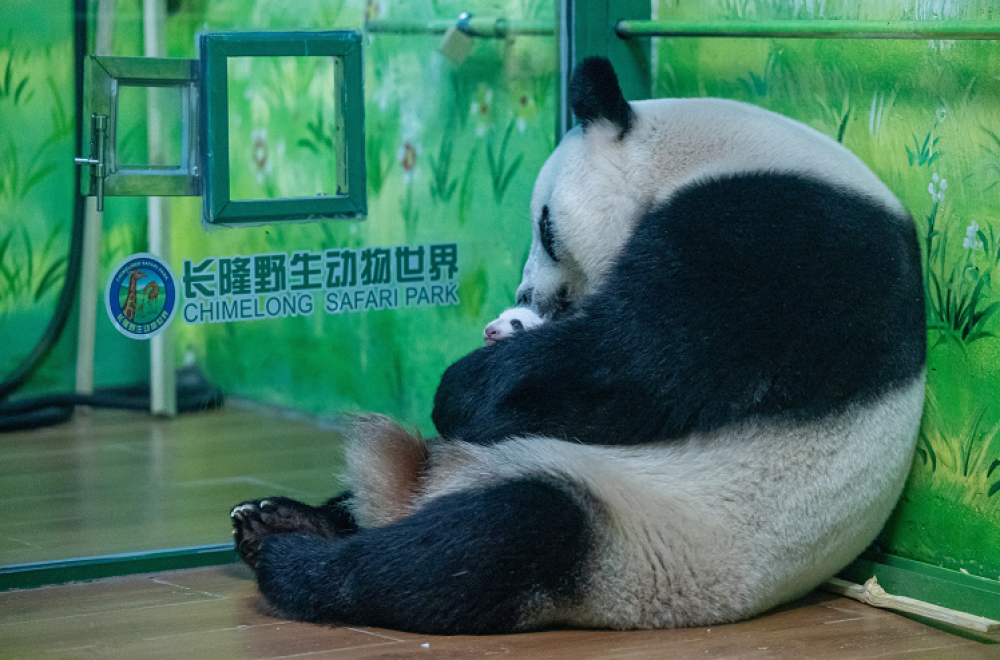 长隆野生动物世界景点图片
