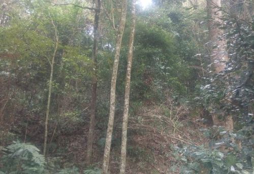 乐土亚热带雨林自然保护区旅行图片 3