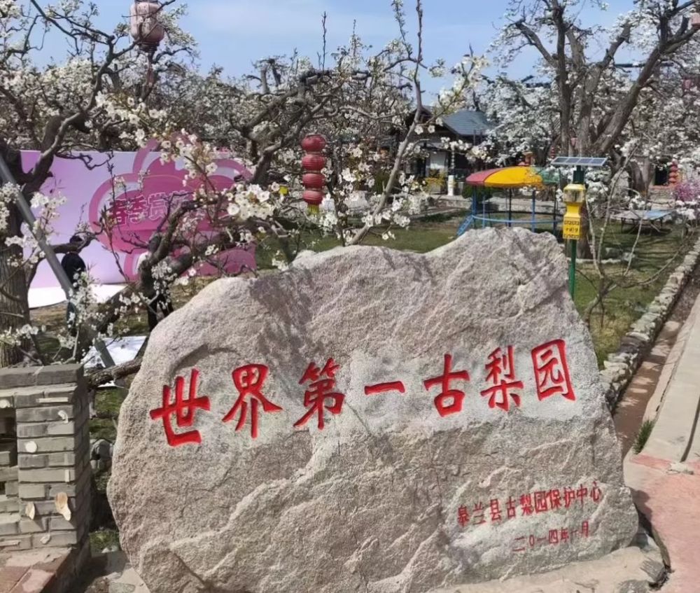 兰州什川梨园景点图片