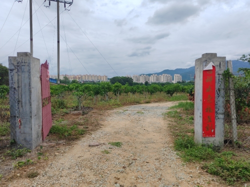 老李芒果园